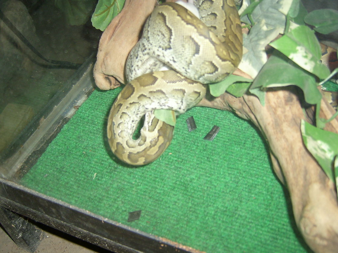 Young Rock @ Dinner Time