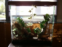 Frogs House 1