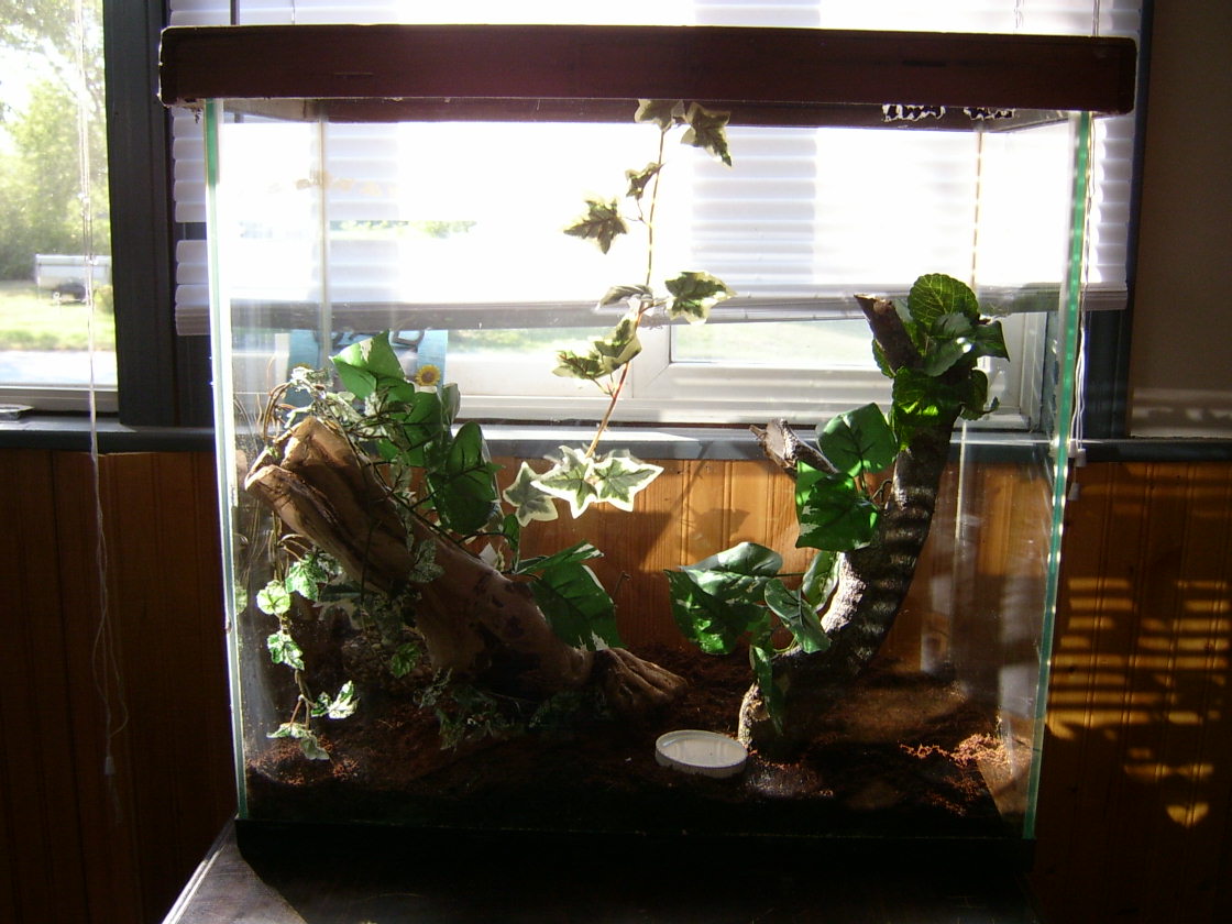 Frogs House 1