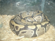 My Female Ball
