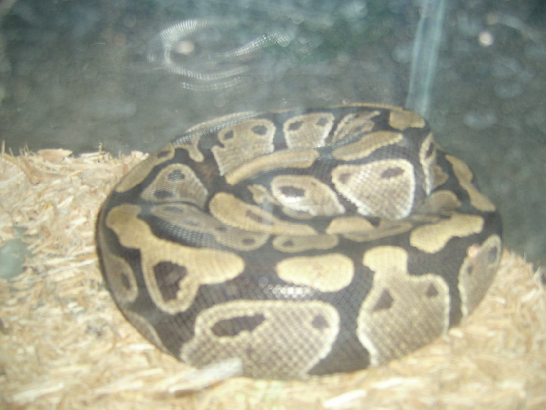 My Female Ball