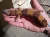 Male African Fat Tail