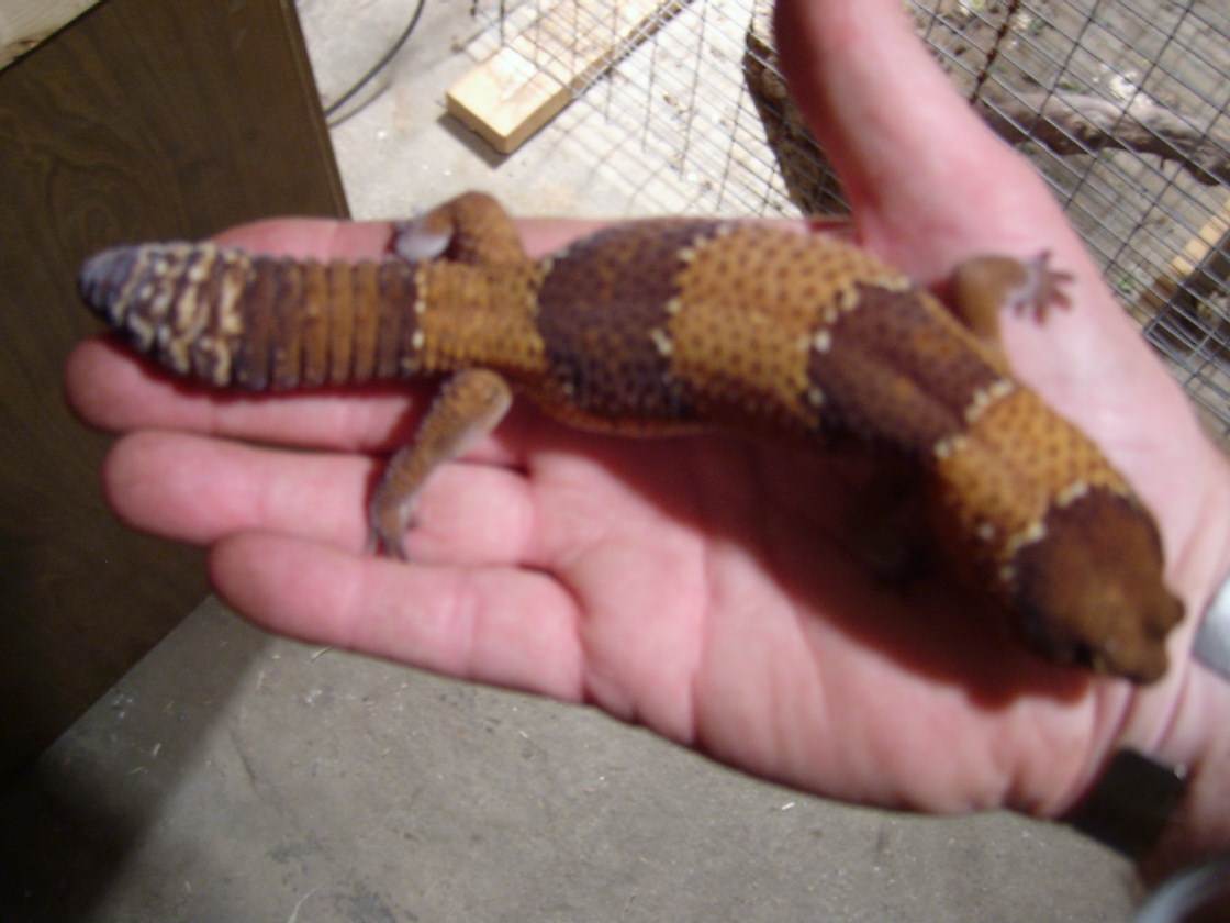 Male African Fat Tail