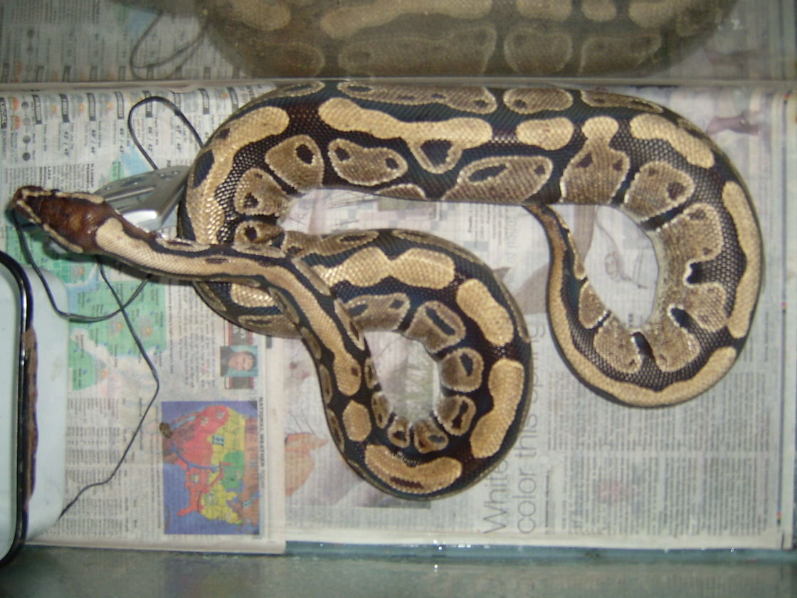 Rapuda