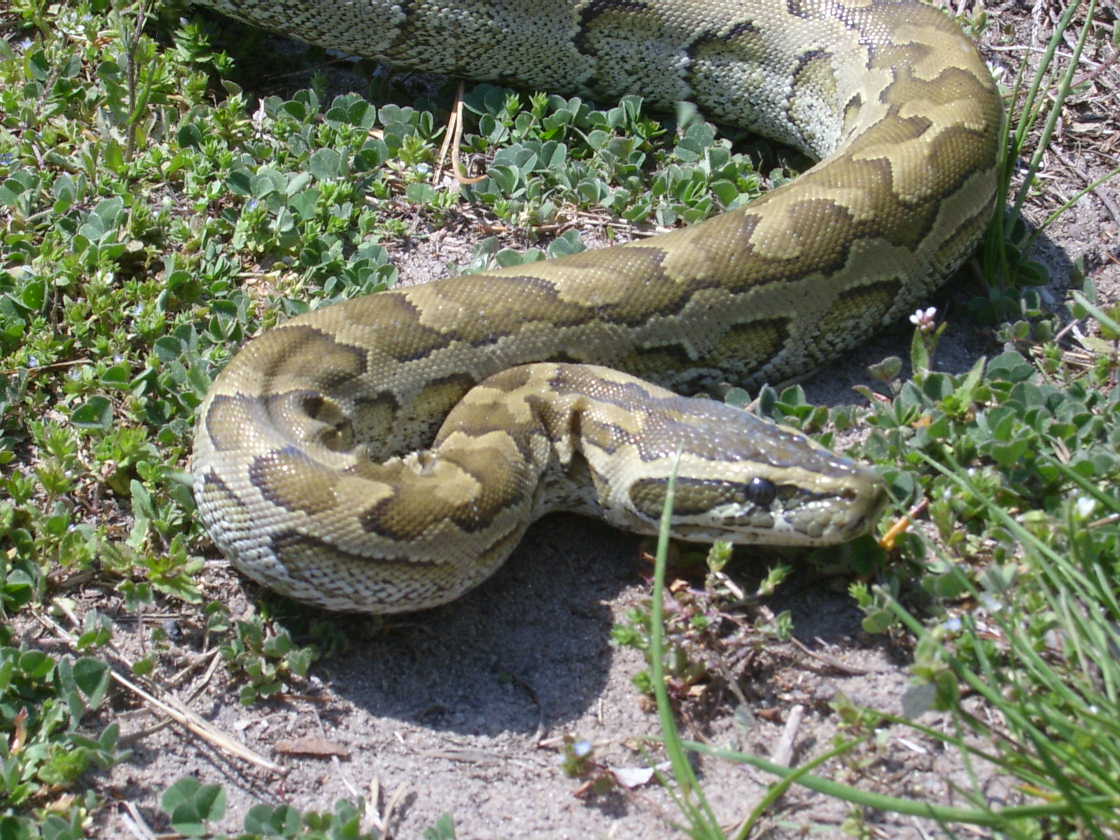 A Fair Head Shot