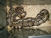 Snake Sex