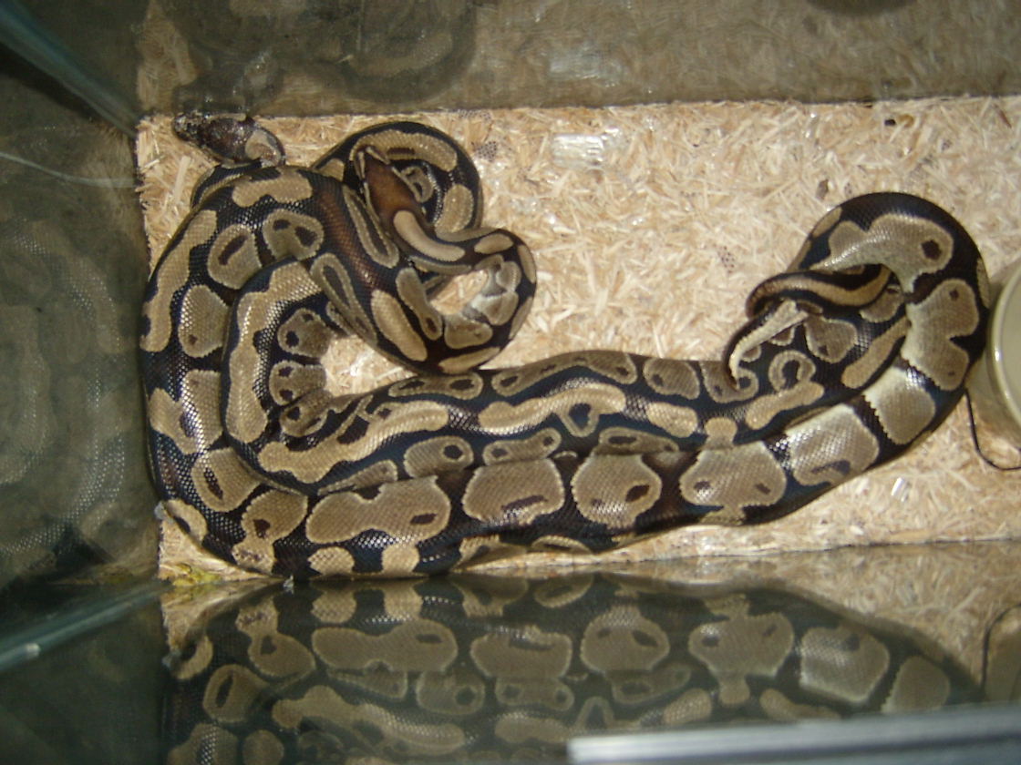 Snake Sex