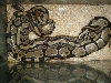 Snake Sex II