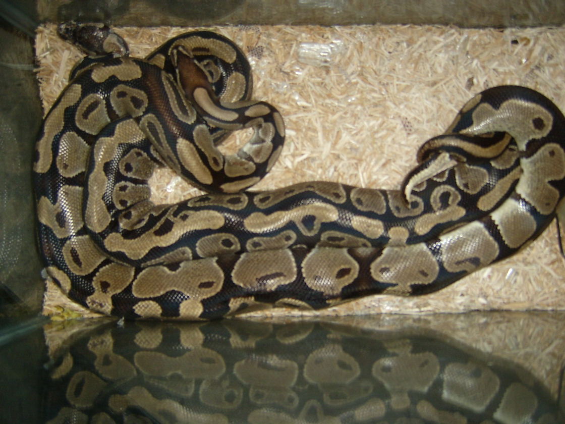 Snake Sex II