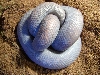 Calabaria in Bleu