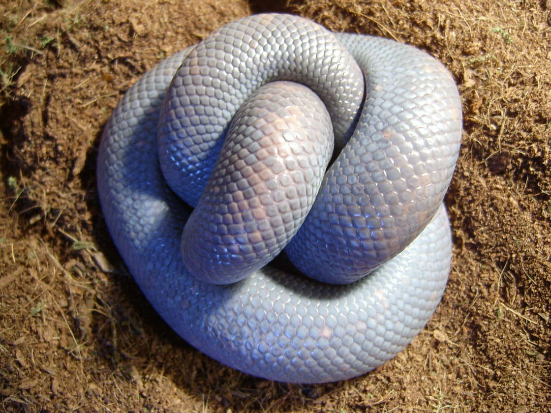 Calabaria in Bleu