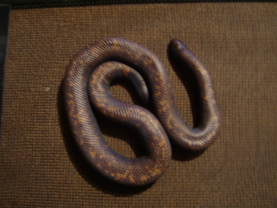Not so good shot of my Calabar