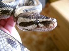Head Shot close up