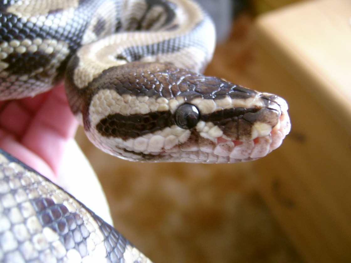 Head Shot close up