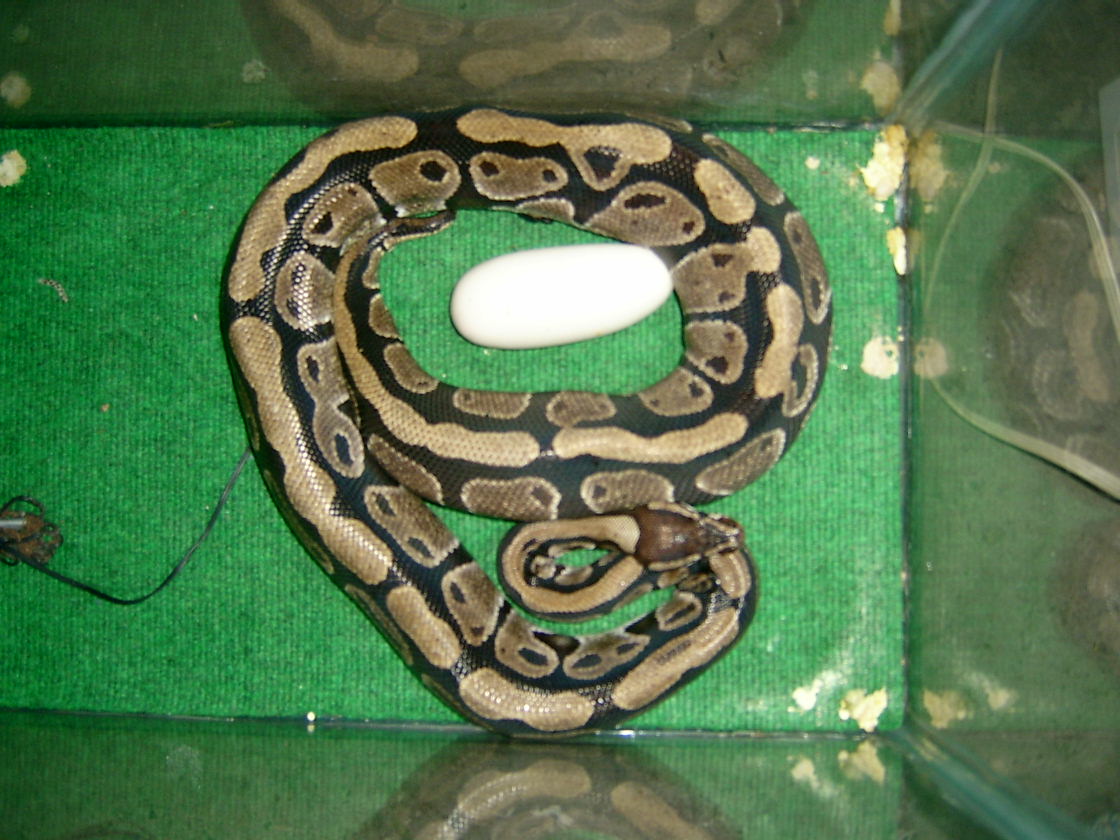 A single egg