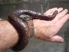 Female Calabar