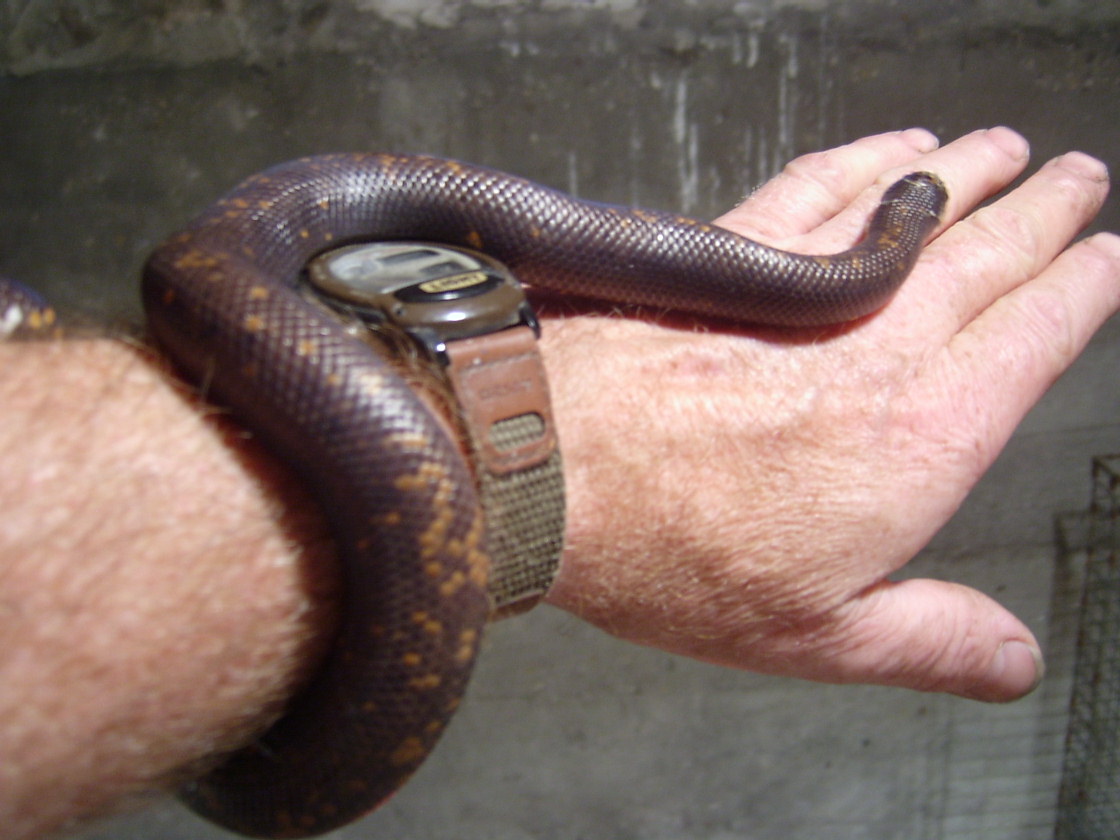 Female Calabar