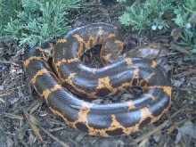Saharan Sand Boa (Eryx muelleri)