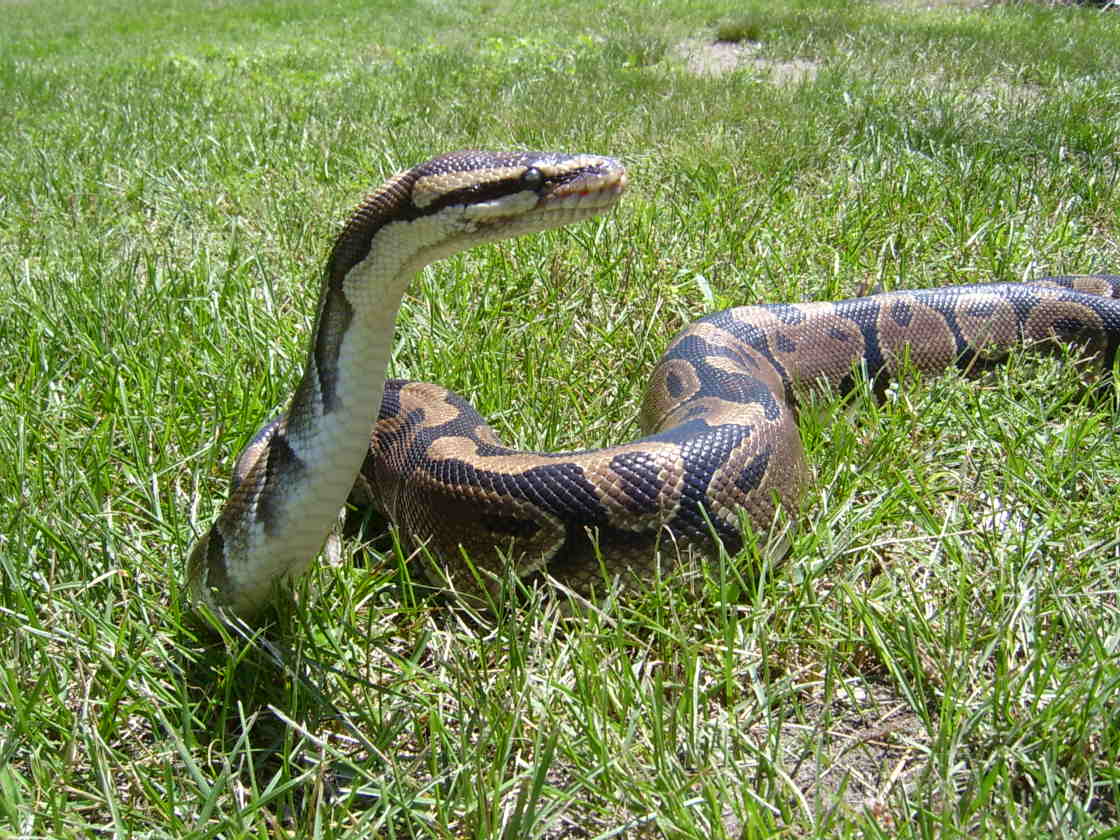 Yesssssss I'm a Cobra