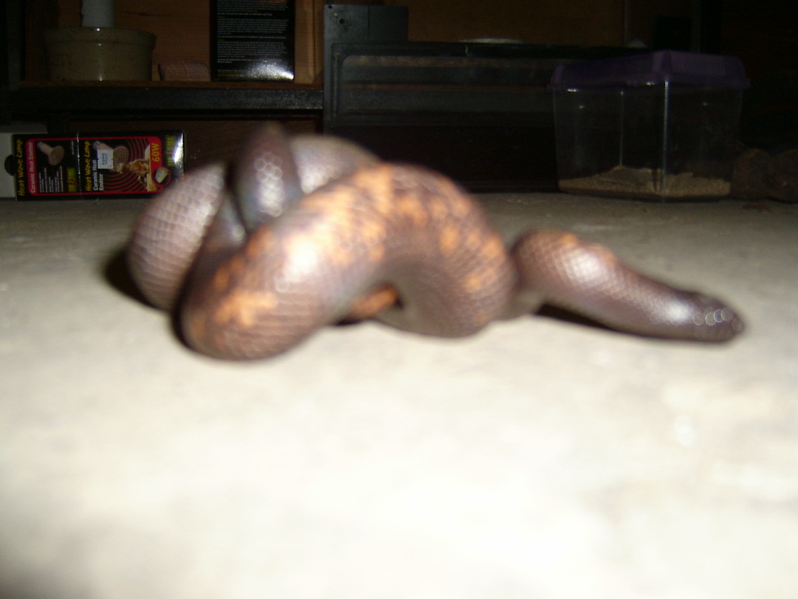 More Calabar