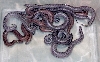 Black Russian Sand Boa Babies