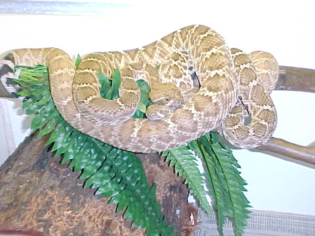 Crotalus Ruber