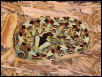 Male Bitis Nasicornis