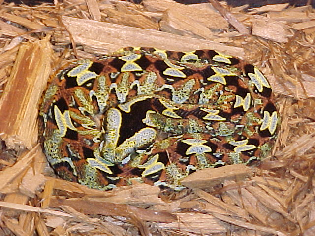 Male Bitis Nasicornis