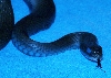 BlueStare_07_021206