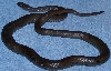 FullLengthCoiled_021206