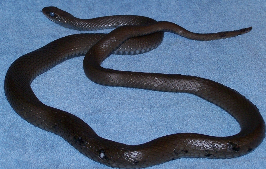 FullLengthCoiled_021206