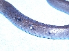 Smokey_Puncture_021206