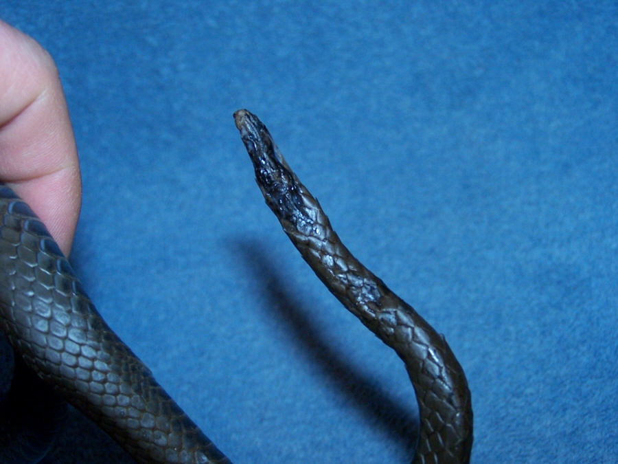 Tail_021206
