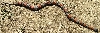 -Jaylo- Adult Female Greyband Kingsnake
