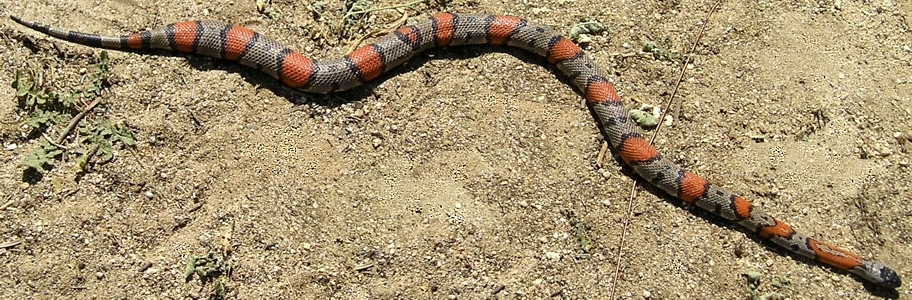 -Jaylo- Adult Female Greyband Kingsnake