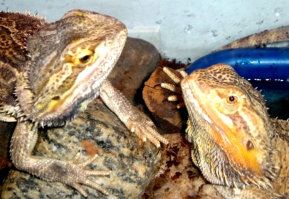 Adrion and Soniqua