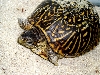 Anie just laid a clutch of 4 eggs! www.SaberShore.com