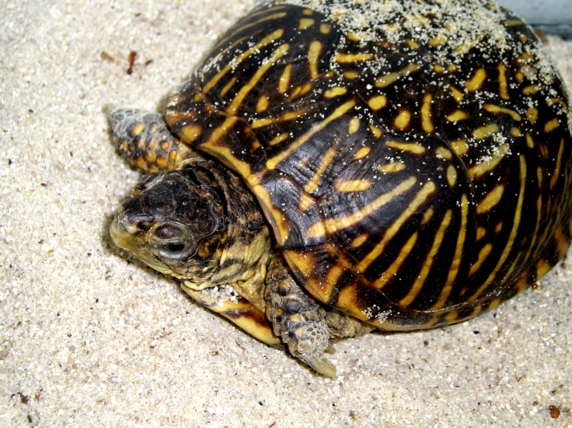 Anie just laid a clutch of 4 eggs! www.SaberShore.com