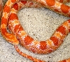 -Blaze-  Gravid Amel Female! www.SaberShore.com