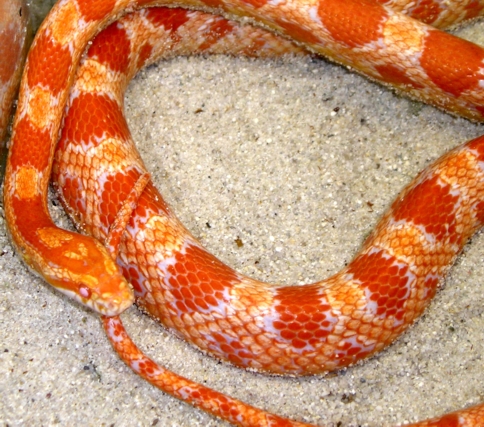 -Blaze-  Gravid Amel Female! www.SaberShore.com
