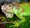 -Dina- the Green Iggy