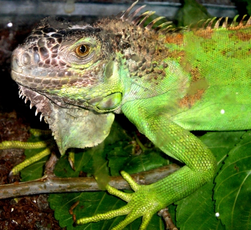 -Dina- the Green Iggy