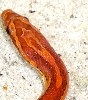 -Harry-  Orange Okeetee Cornsnake