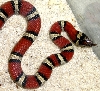 -Kallora- Milksnake Phase Thayeri