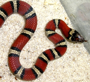 -Kallora- Milksnake Phase Thayeri