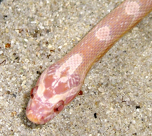 -Lily- Snow Corn Female
