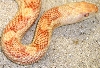 -Luke-  Albino Black Ratsnake
