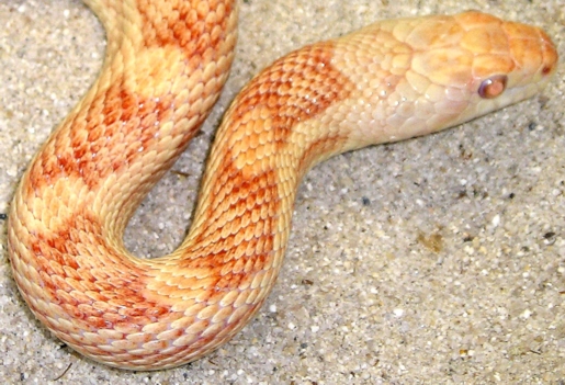 -Luke-  Albino Black Ratsnake