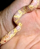 -Clovet-  Albino Jungle Cornsnake