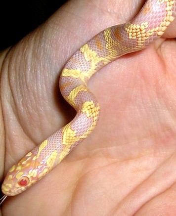 -Clovet-  Albino Jungle Cornsnake